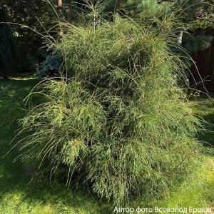 Жимолость Десертная