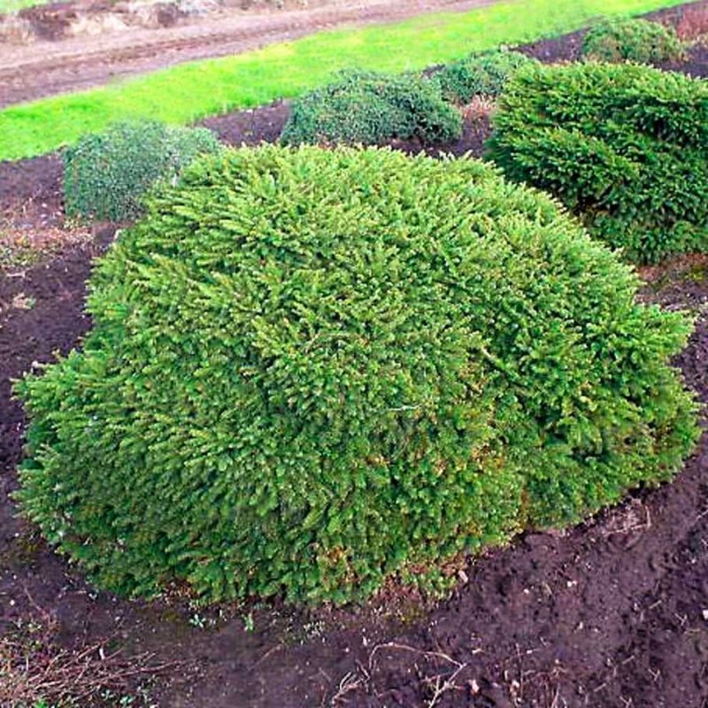 Ель обыкновенная Пумила Глаука