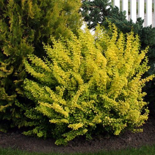 Барбарис Тунберга "Aurea" (Ауреа)