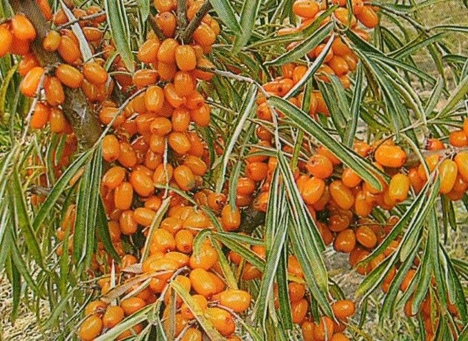 Облепиха Ажурная