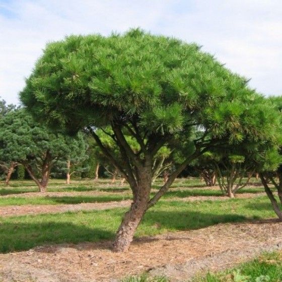 Сосна черная австрийская