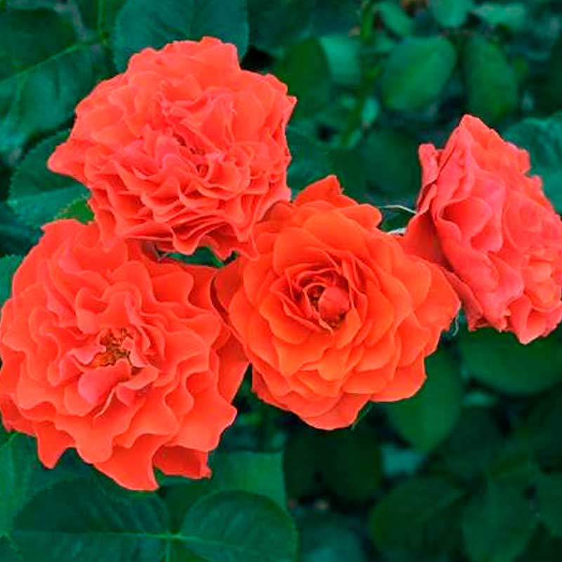 Роза Флорибунда Леди оф Белград, Оранжевая (С3-С4)