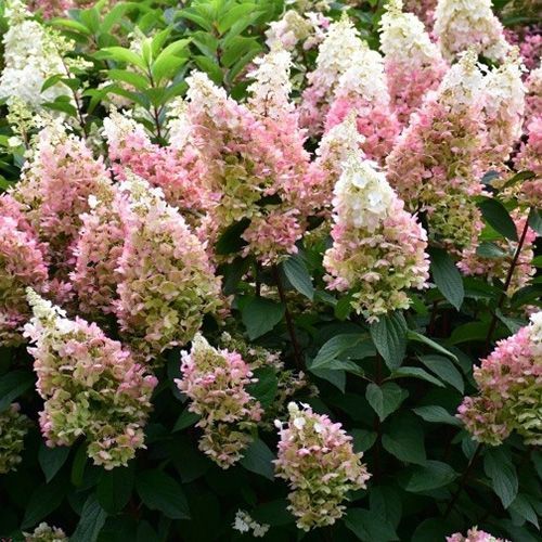 Гортензия метельчатая "Candlelight" (Кандлелайт)