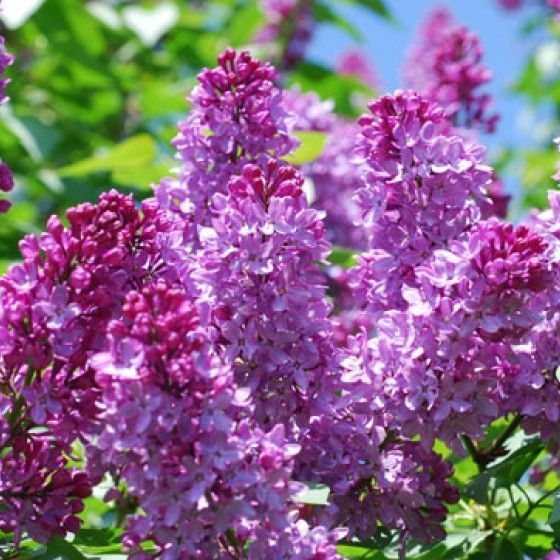 Сирень обыкновенная "Индия"