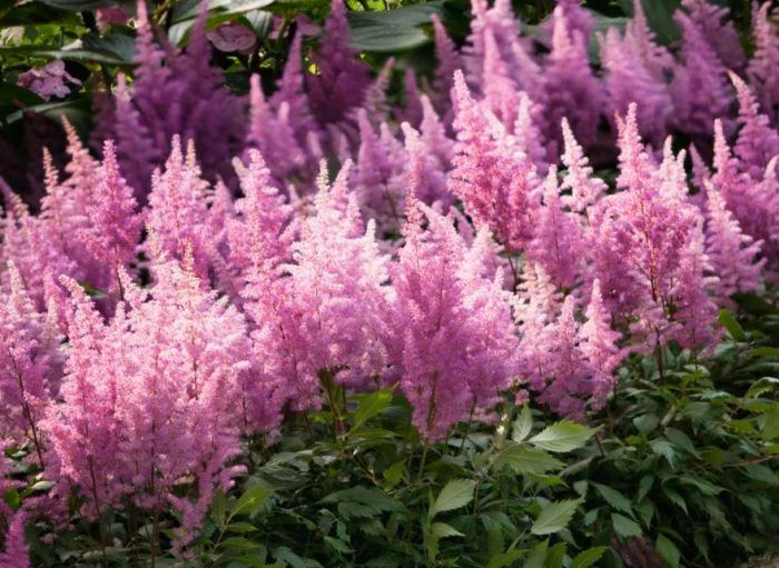 Астильба Арендса 'Diamant' (С2-С3)