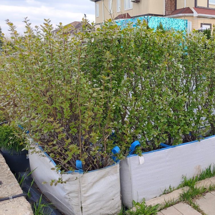 Топиар кизильник блестящий в форме прямоугольного блока