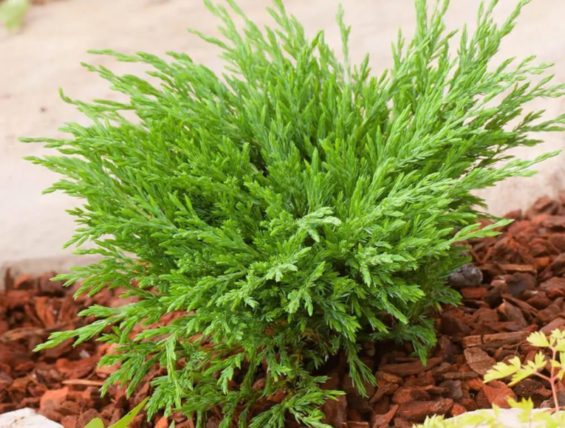 Можжевельник РБ(Можжевельник горизонтальный "Андорра Компакта)