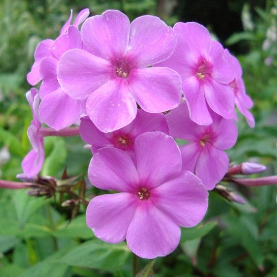 Флокс метельчатый "Pink Flame"