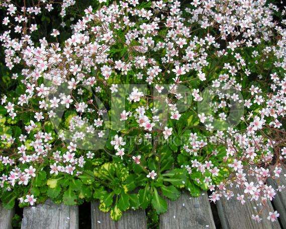 Камнеломка теневая, С3