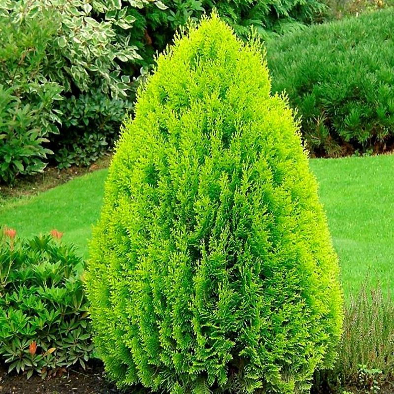 Туя РБ(Туя восточная "Аурея Нана") 24
