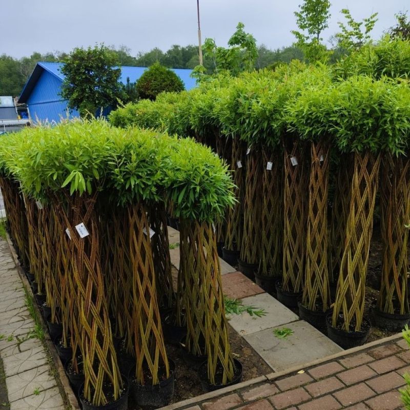 Датские корни (Original 60см)