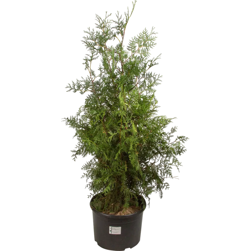 Туя западная Брабант  120-140 см Курск