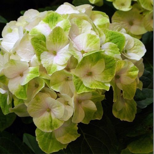 Гортензия крупнолистная "Magical Noblesse" (Мэджикал Ноблесс)