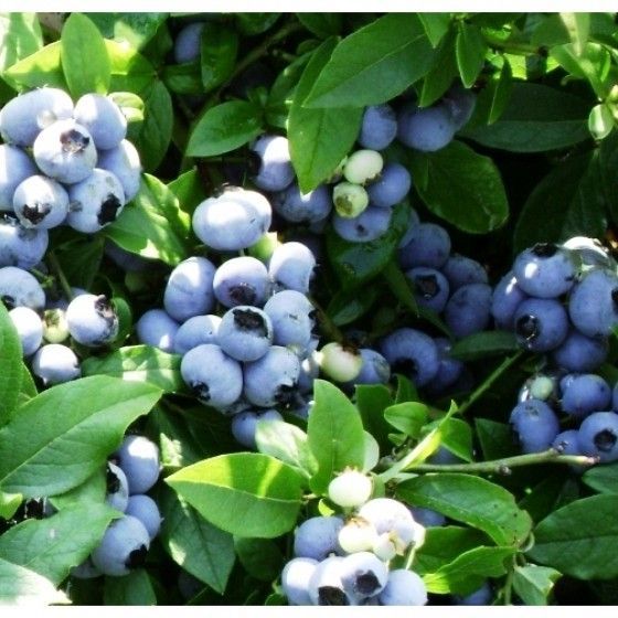 Голубика Патриот