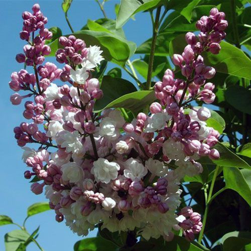 Сирень обыкновенная "Нина"