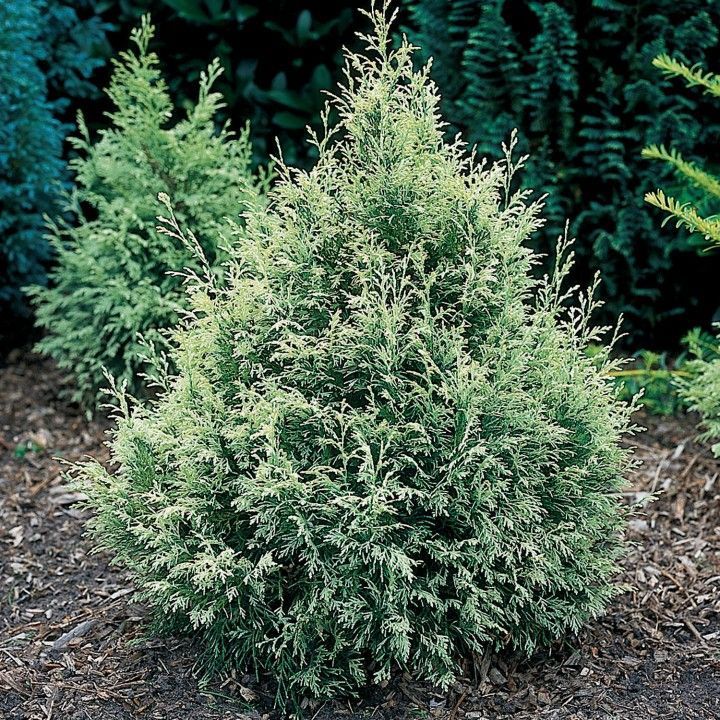 Кипарисовик Лавсона "Snow White"