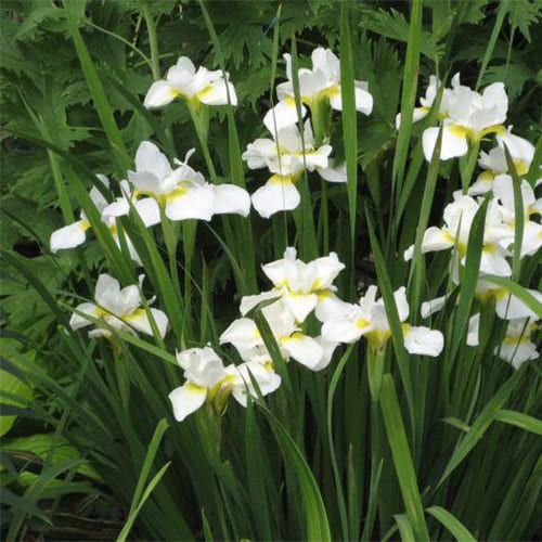 Ирис сибирский 'Snow Queen' (С2-С3)