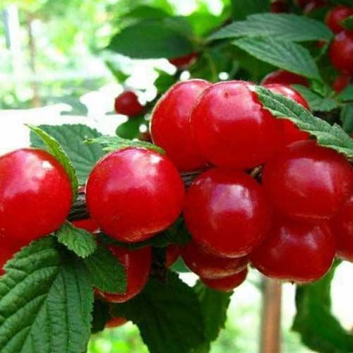 Вишня Красавица