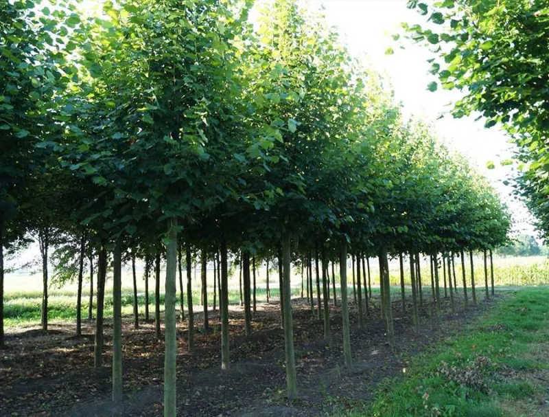 Липа европейская Pallida штамб (С47, 08/10, 250-300) ковальчук