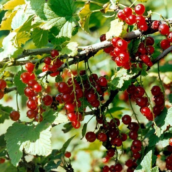 Смородина красная Татьяна