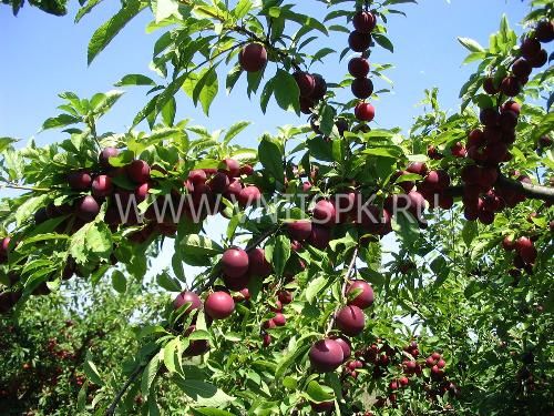 Алыча Путешественница