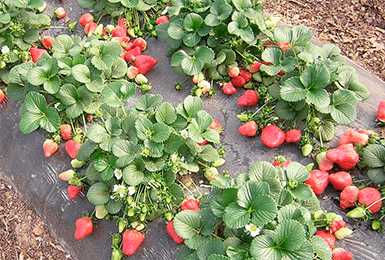 Земляника Елизавета II