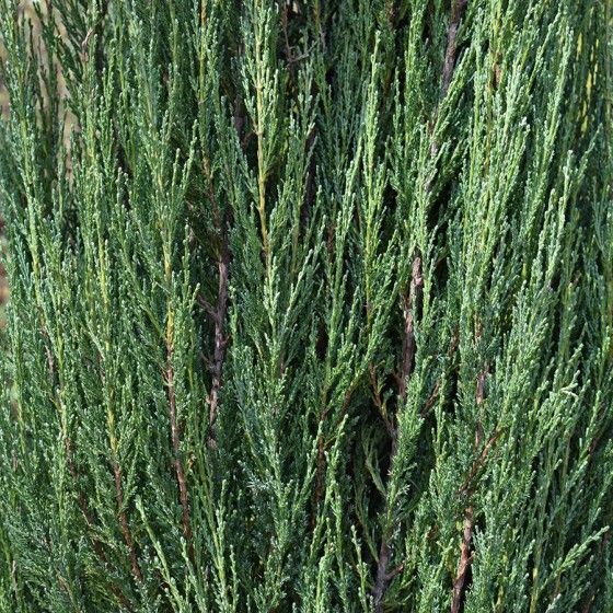 Можжевельник Блю Эрроу