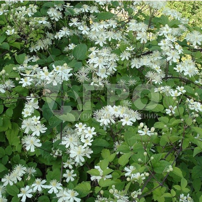 Клематис виноградолистный (С3, 040-060)