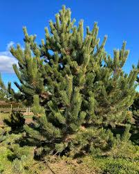 Сосна чёрная "Орегон Грин" 25-30 (Гз)