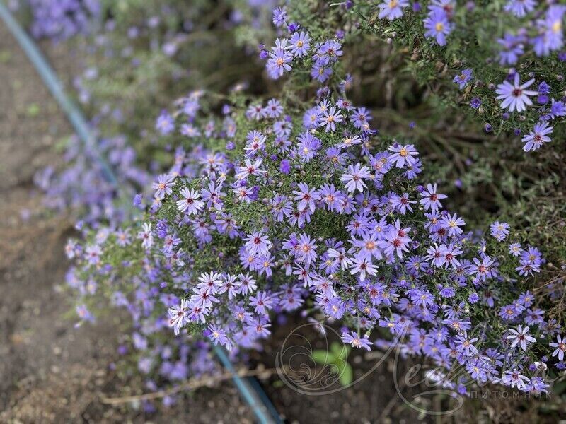 Астра сердцелистная 'Little Carlow' (С2-С3)