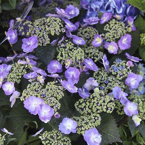 Гортензия крупнолистная "Blueberry Cheesecake" (Блюбери Чизкейк)