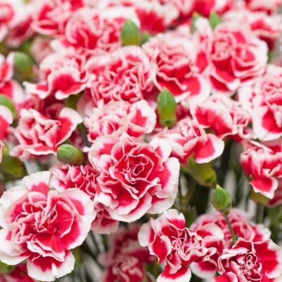 Гвоздика Шабо