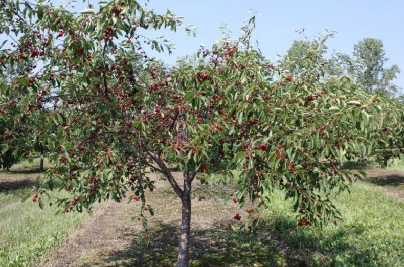 Черешня Наполеон черный