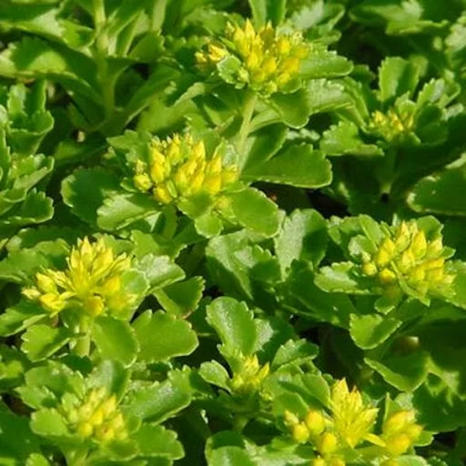 Очиток камчатский (С1.5)