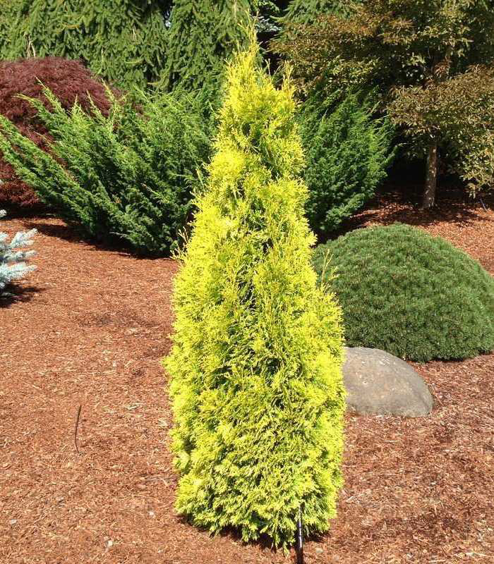 Туя западная Голден Смарагд  40см Тул.обл