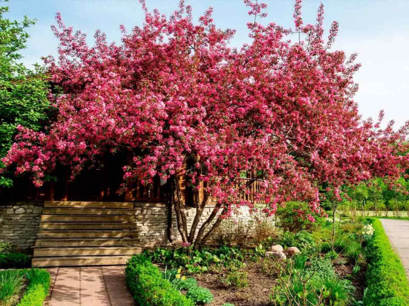 Яблоня декоративная 'Rudolph' штамб (С34, 06/08, 250-300)