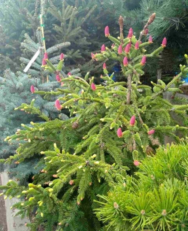 Ель обыкновенная Акрокона