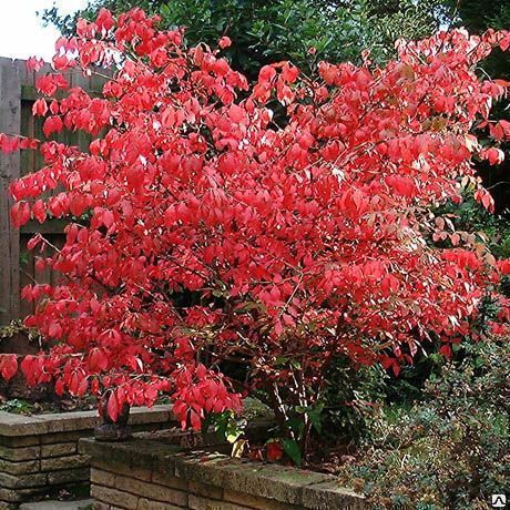 Бересклет крылатый 'Compactus' (С7-10, 060-080)