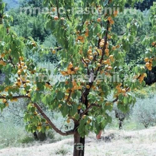 Абрикос Айсберг