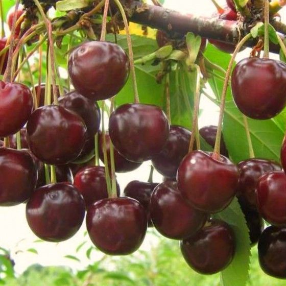 Вишня Владимирская