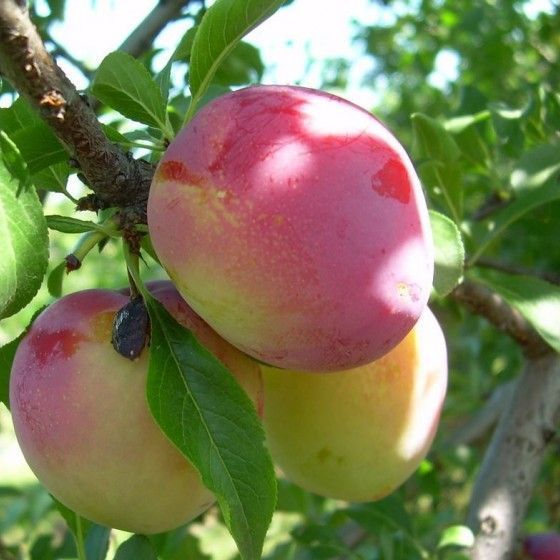 Слива Память Тимирязева