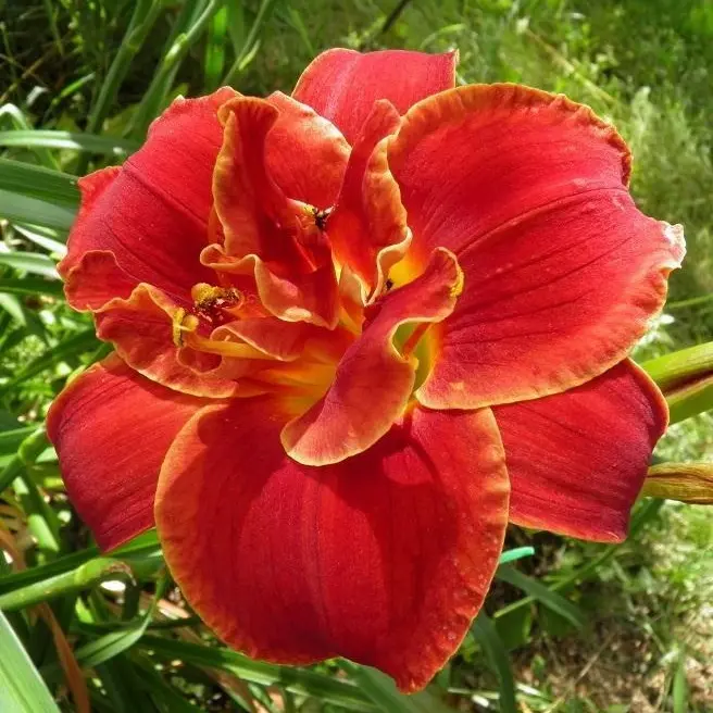 Лилейник 'Highland Lord', Ярко-красный (С2-С3)