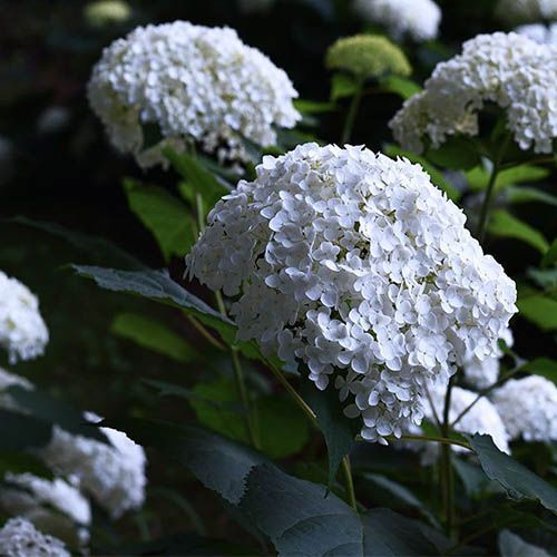 Гортензия древовидная "Annebelle" (Аннабель)