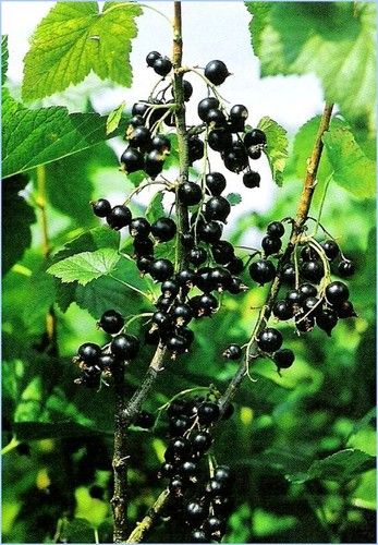 Смородина черная Сенсей