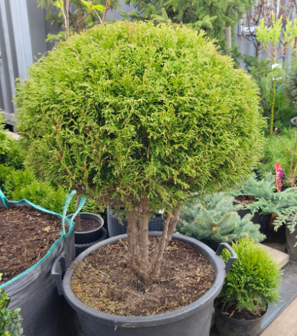 Топиар туя вересковидная