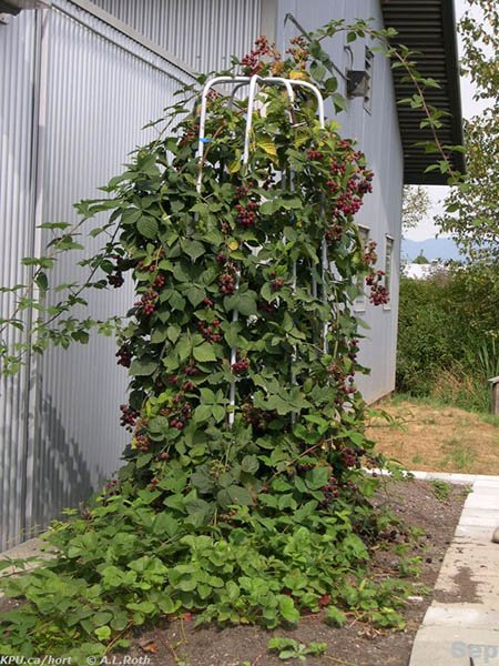 Ежевика Блэк Сатин