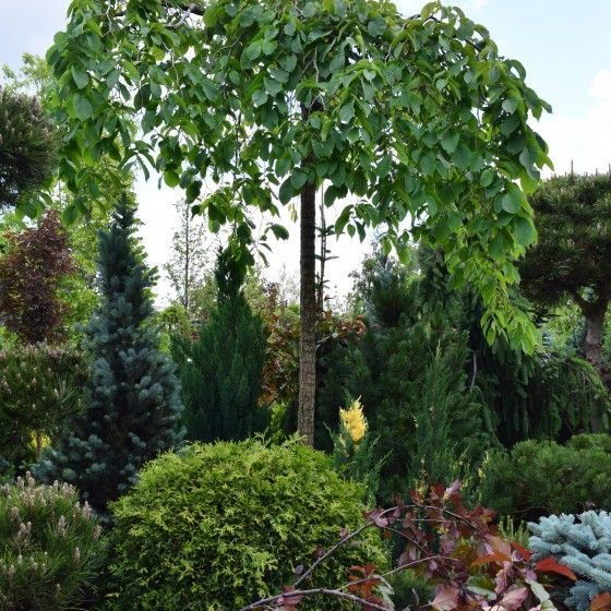 Ирга Ламарка (С3, 040-060)