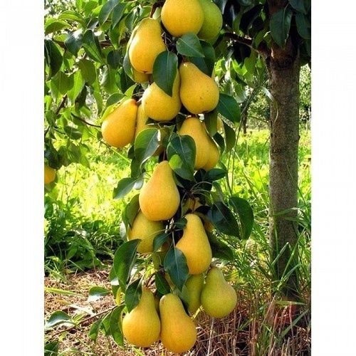 Груша Осенняя мечта