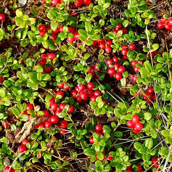 Брусника Костромичка