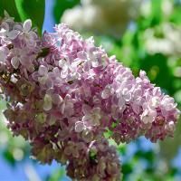 Сирень обыкновенная "Белая ночь"